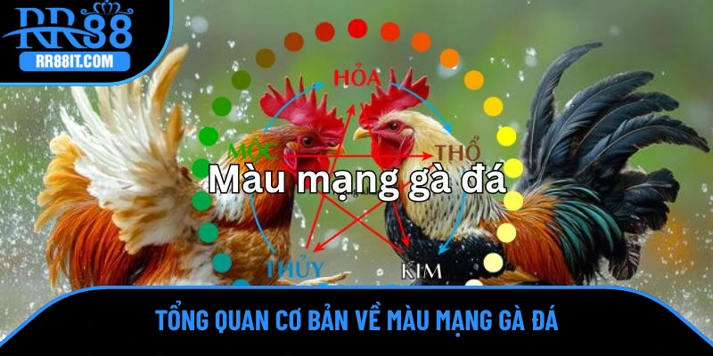 Tổng quan cơ bản về màu mạng gà đá